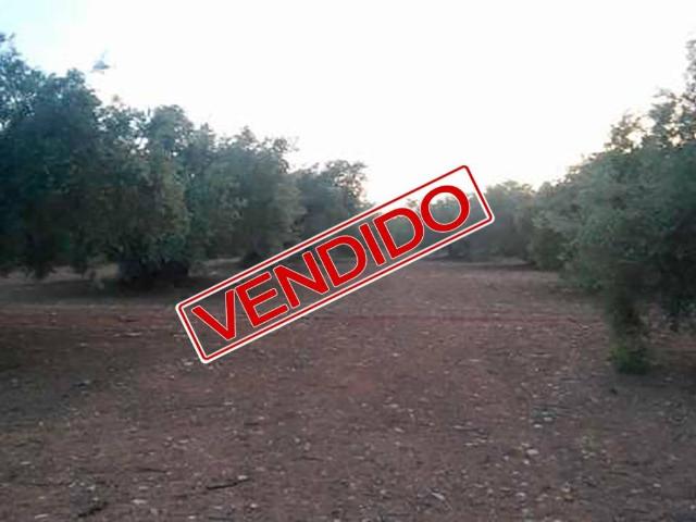 Terreno en venta en Archidona