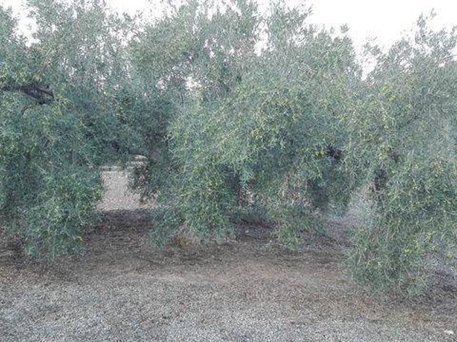 Terreno en venta en Archidona