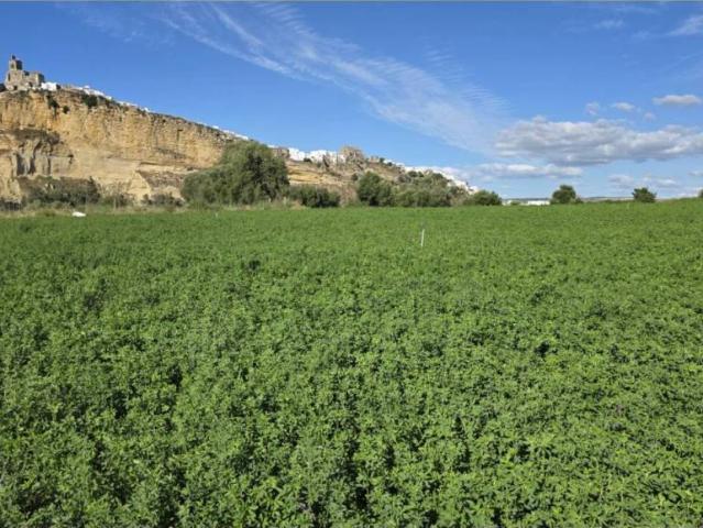 Terreno en venta en Sierra de Cádiz, Andalucía