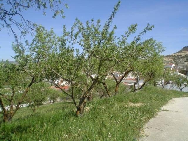 Terreno en venta en Comarca de Alhama, Andalucía