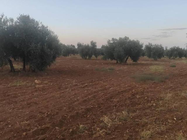 Terreno en venta en Argamasilla De Calatrava