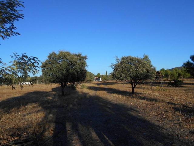 Terreno en venta en Argamasilla De Calatrava