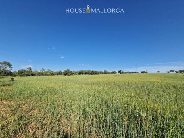 Terreno en venta en Pla de Mallorca, Baleares