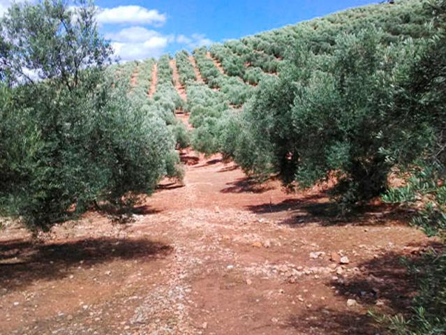 Terreno en venta en Arroyo Del Ojanco
