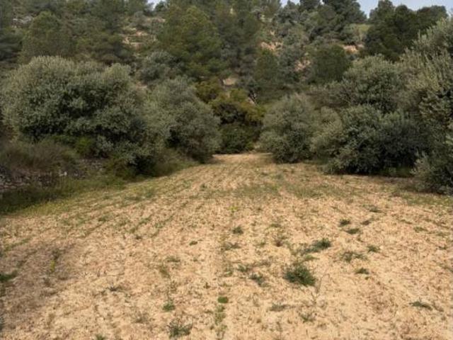 Terreno en venta en Ribera d'Ebre, Catalunya