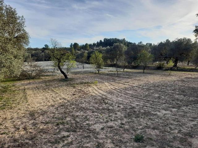 Terreno en venta en Ribera d'Ebre, Catalunya
