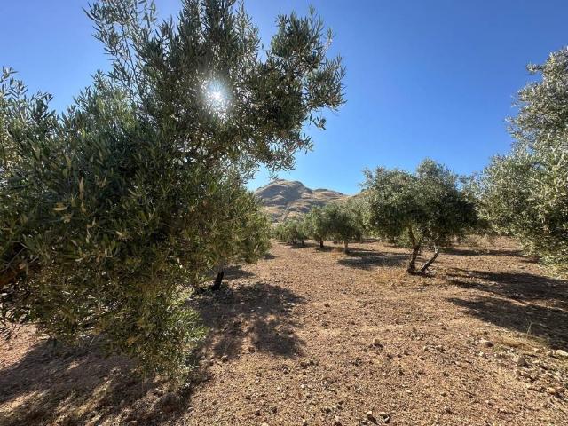 Terreno en venta en Comarca de la Vega de Granada, Andalucía