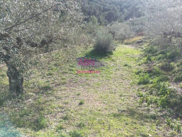 Terreno en venta en la Vall d'Albaida, Valencia