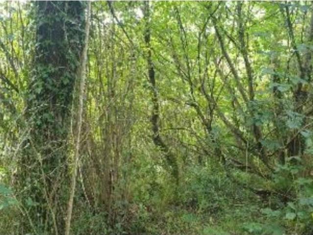 Terreno en venta en La Carrionina, Avilés