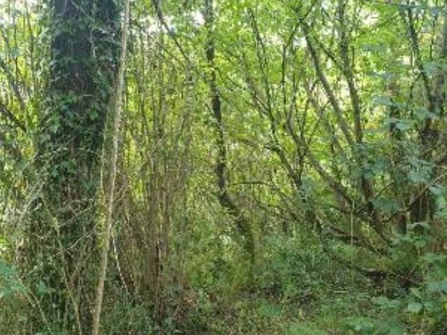 Terreno en venta en La Carrionina, Avilés