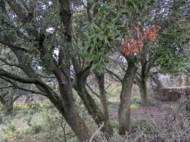 Terreno en venta en Estellerria, Navarra
