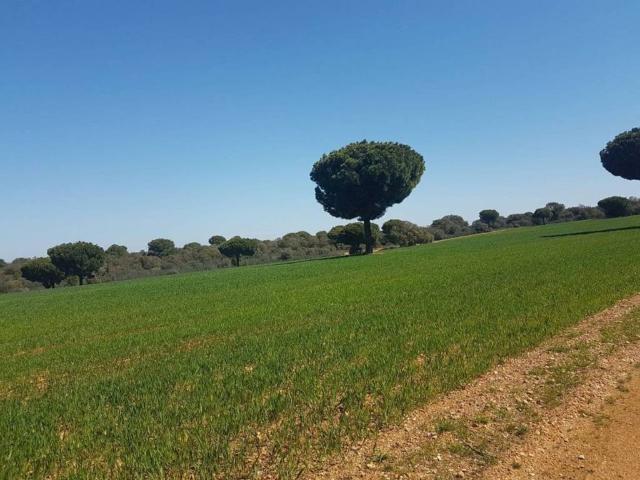 Terreno en venta en Añover De Tormes, Castilla y León