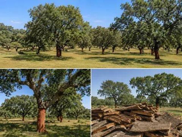 Terreno en venta en Tierra de Badajoz, Extremadura