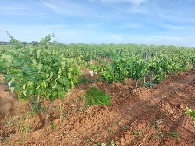 Terreno en venta en Tierra de Badajoz, Extremadura