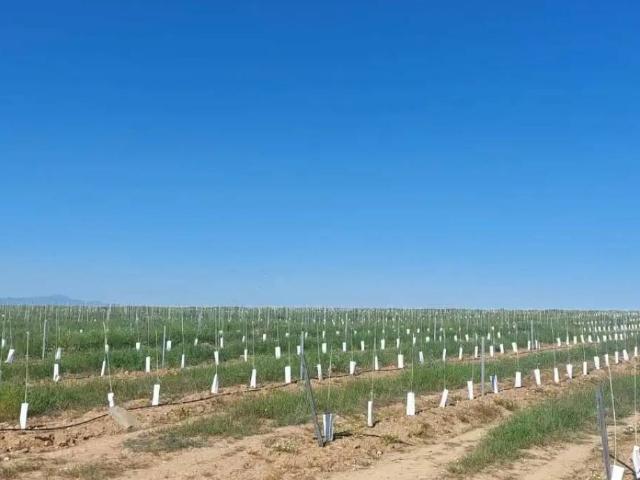 Terreno en venta en Tierra de Badajoz, Extremadura