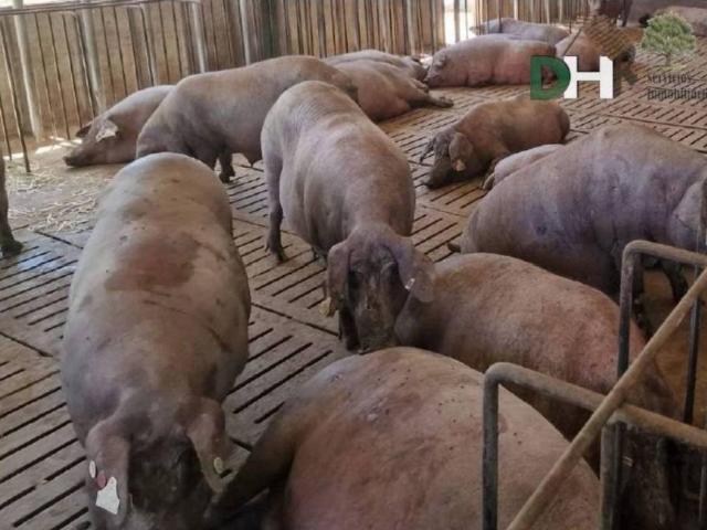 Terreno en venta en Tierra de Badajoz, Extremadura