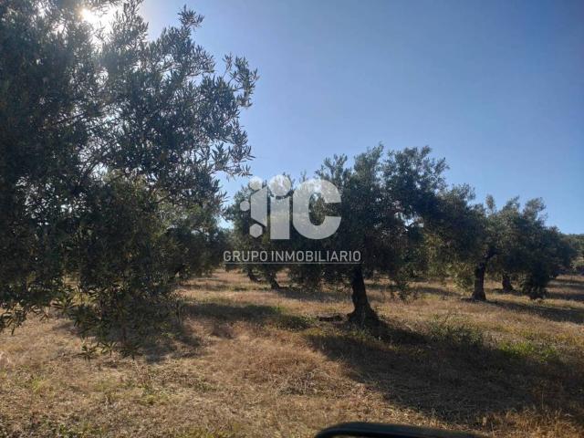 Terreno en venta en Baena, Andalucía