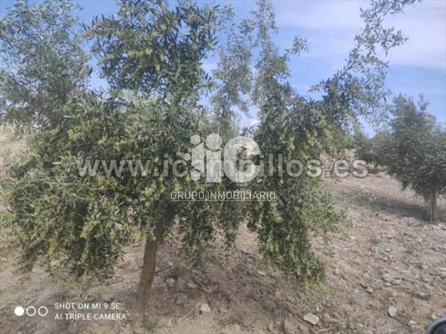 Terreno en venta en Baena, Andalucía