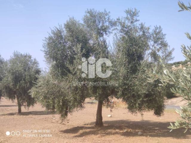 Terreno en venta en Baena, Andalucía