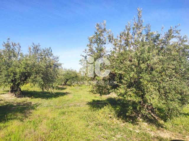 Terreno en venta en Baena, Andalucía