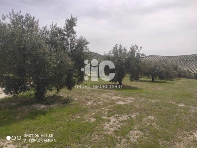 Terreno en venta en Baena, Andalucía