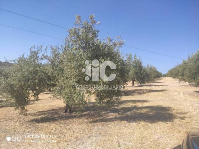 Terreno en venta en Baena, Andalucía