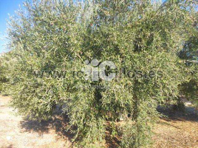 Terreno en venta en Baena, Andalucía