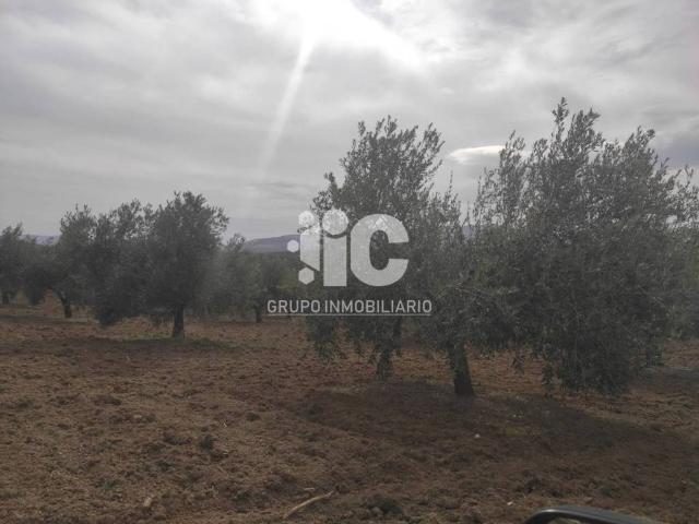 Terreno en venta en Baena, Andalucía