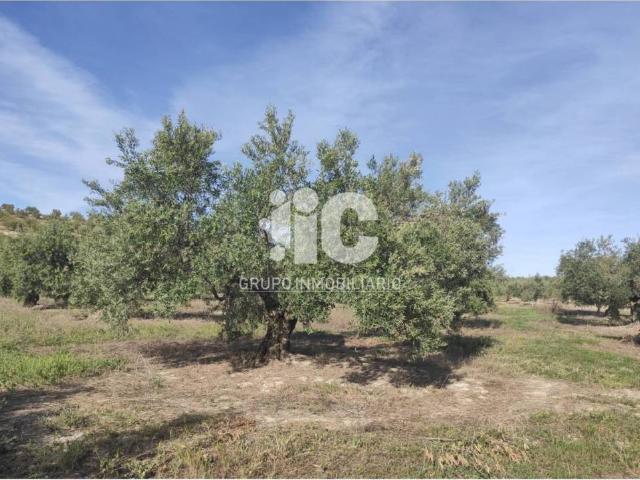 Terreno en venta en Baena, Andalucía