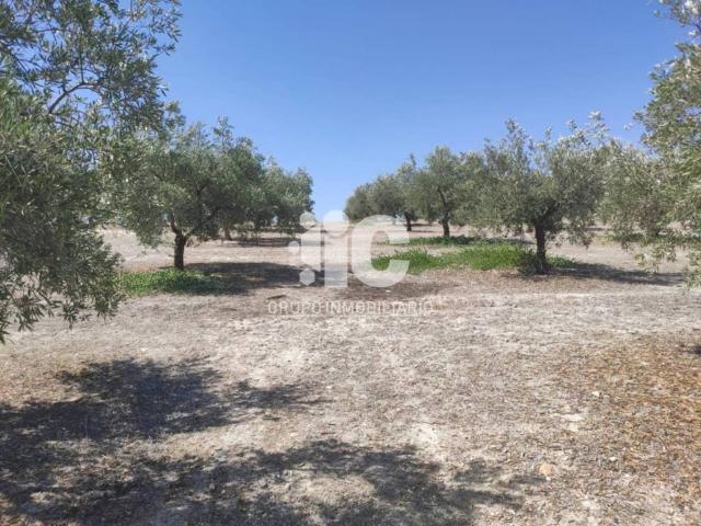 Terreno en venta en Baena, Andalucía