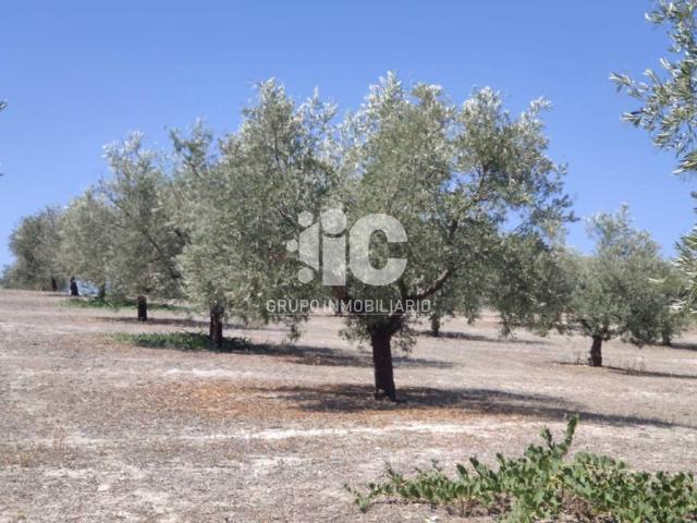 Terreno en venta en Baena, Andalucía