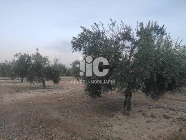Terreno en venta en Baena, Andalucía