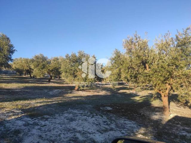 Terreno en venta en Baena, Andalucía