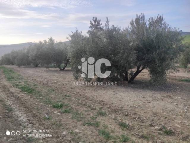 Terreno en venta en Baena, Andalucía