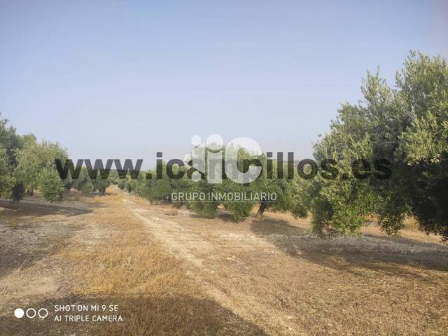 Terreno en venta en Baena, Andalucía