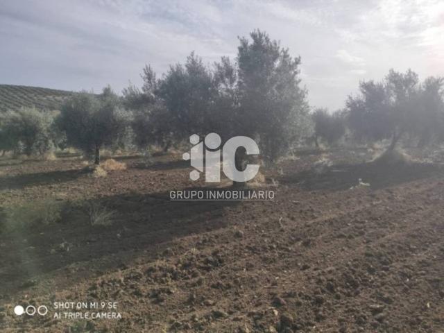 Terreno en venta en Baena, Andalucía