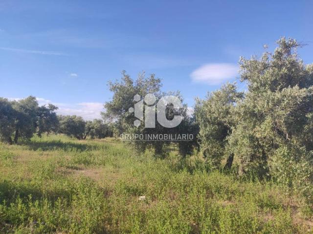Terreno en venta en Baena, Andalucía
