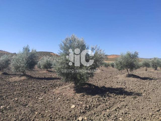 Terreno en venta en Baena, Andalucía