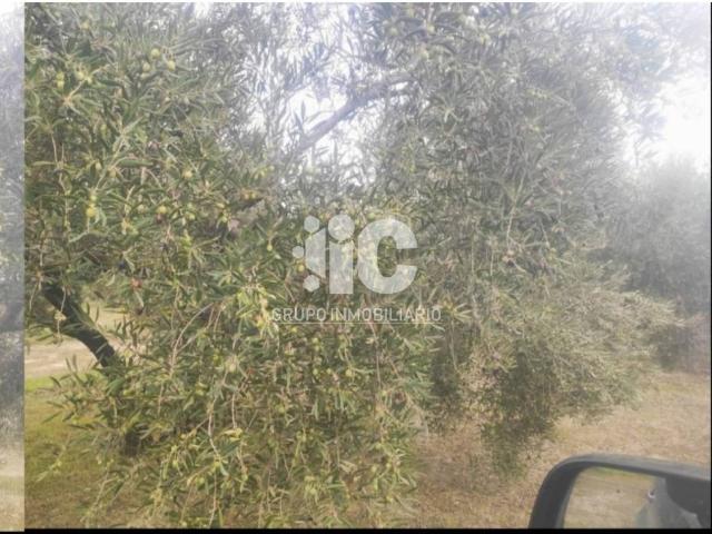 Terreno en venta en Baena, Andalucía