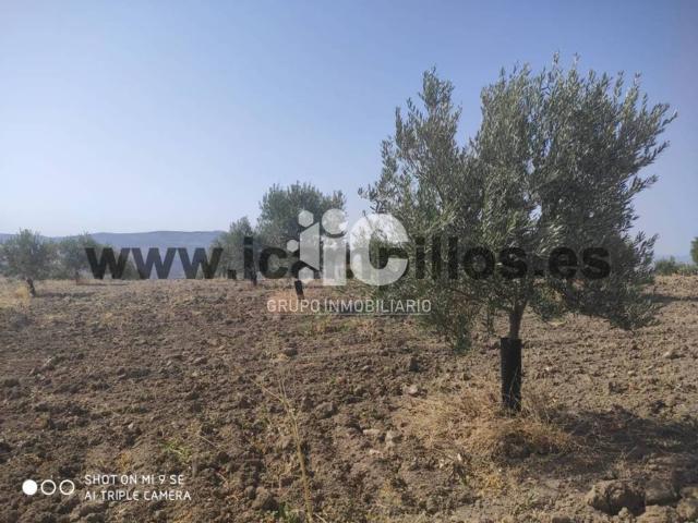 Terreno en venta en Baena, Andalucía