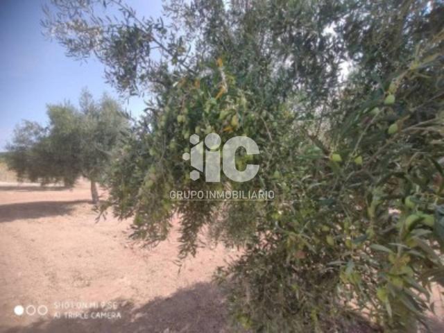 Terreno en venta en Baena, Andalucía