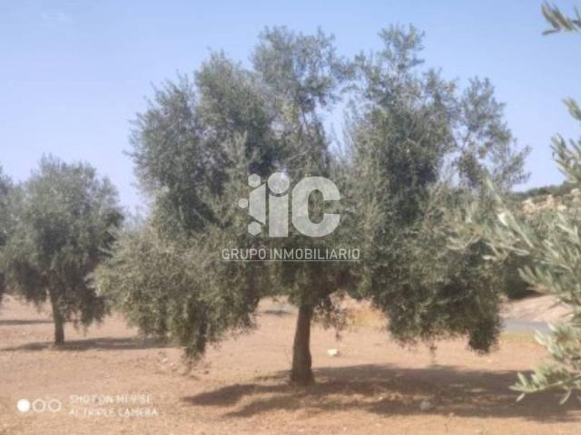 Terreno en venta en Baena, Andalucía