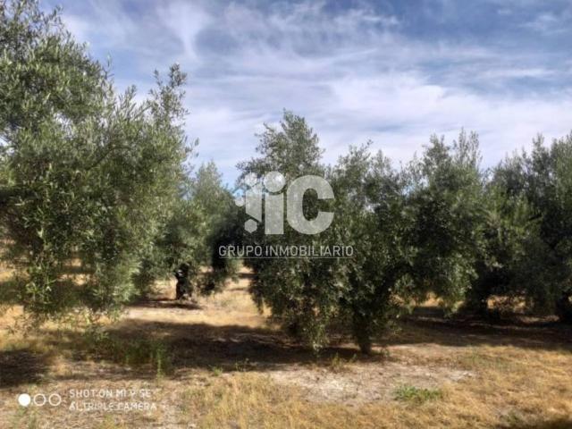 Terreno en venta en Baena, Andalucía