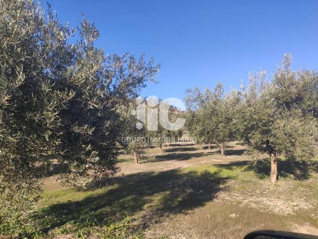 Terreno en venta en Baena, Andalucía