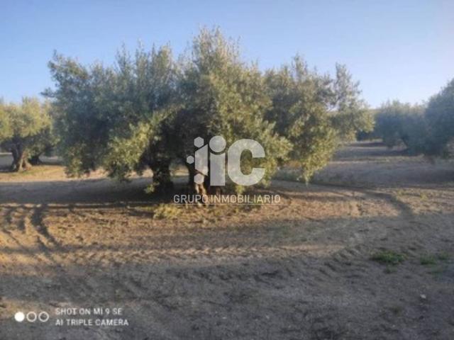 Terreno en venta en Baena, Andalucía