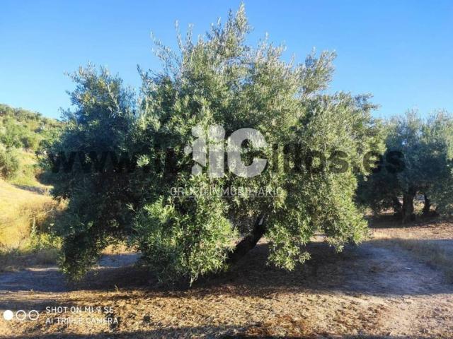 Terreno en venta en Baena, Andalucía