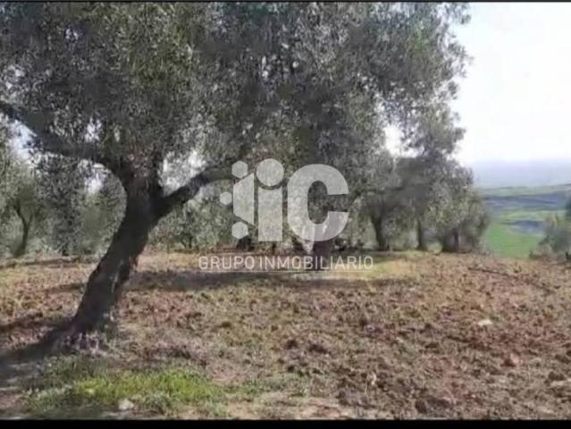 Terreno en venta en Baena, Andalucía