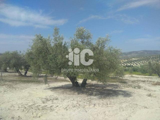 Terreno en venta en Baena, Andalucía