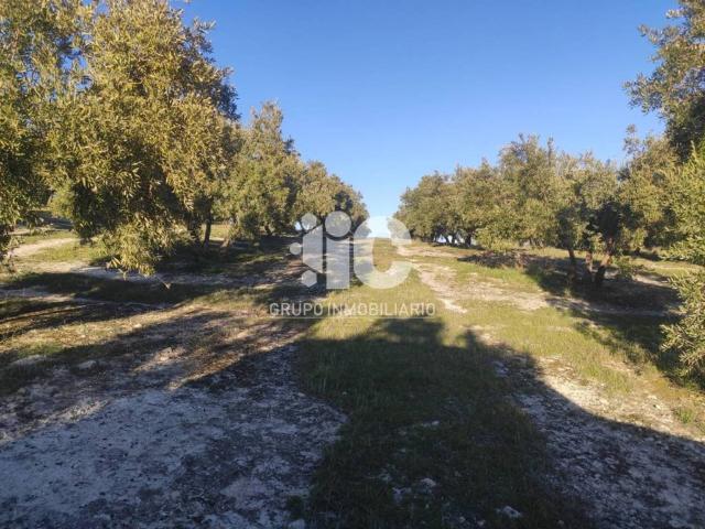 Terreno en venta en Baena, Andalucía
