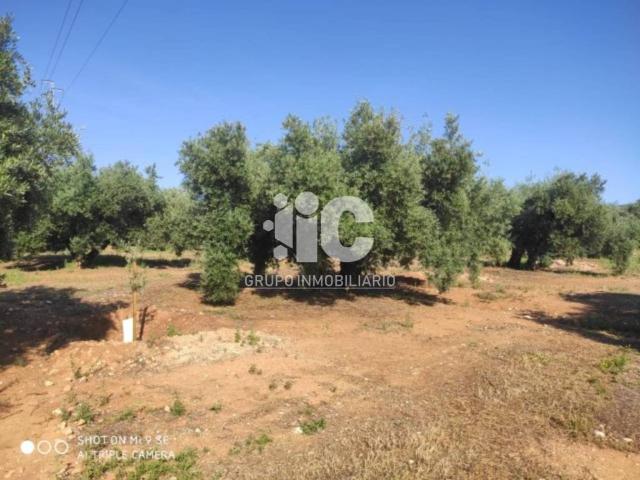 Terreno en venta en Baena, Andalucía